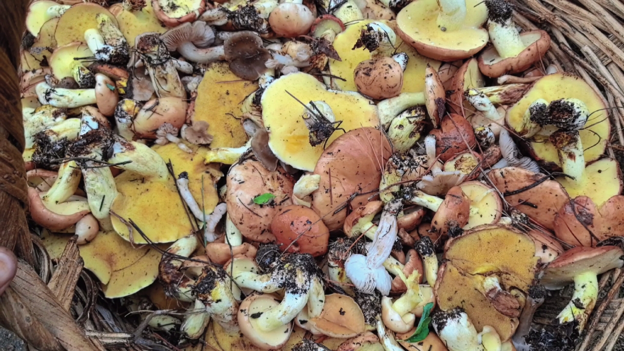 捡蘑菇又是收获满满的一天