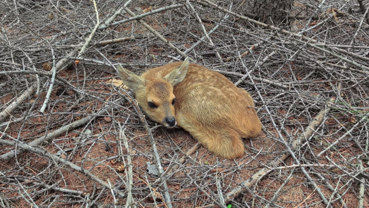 捡蘑菇遇见小狍子
