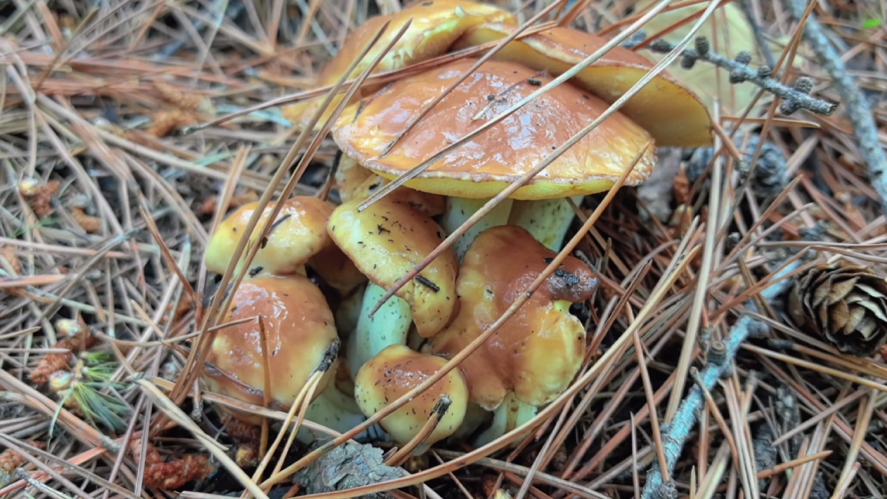 捡蘑菇的日常生活