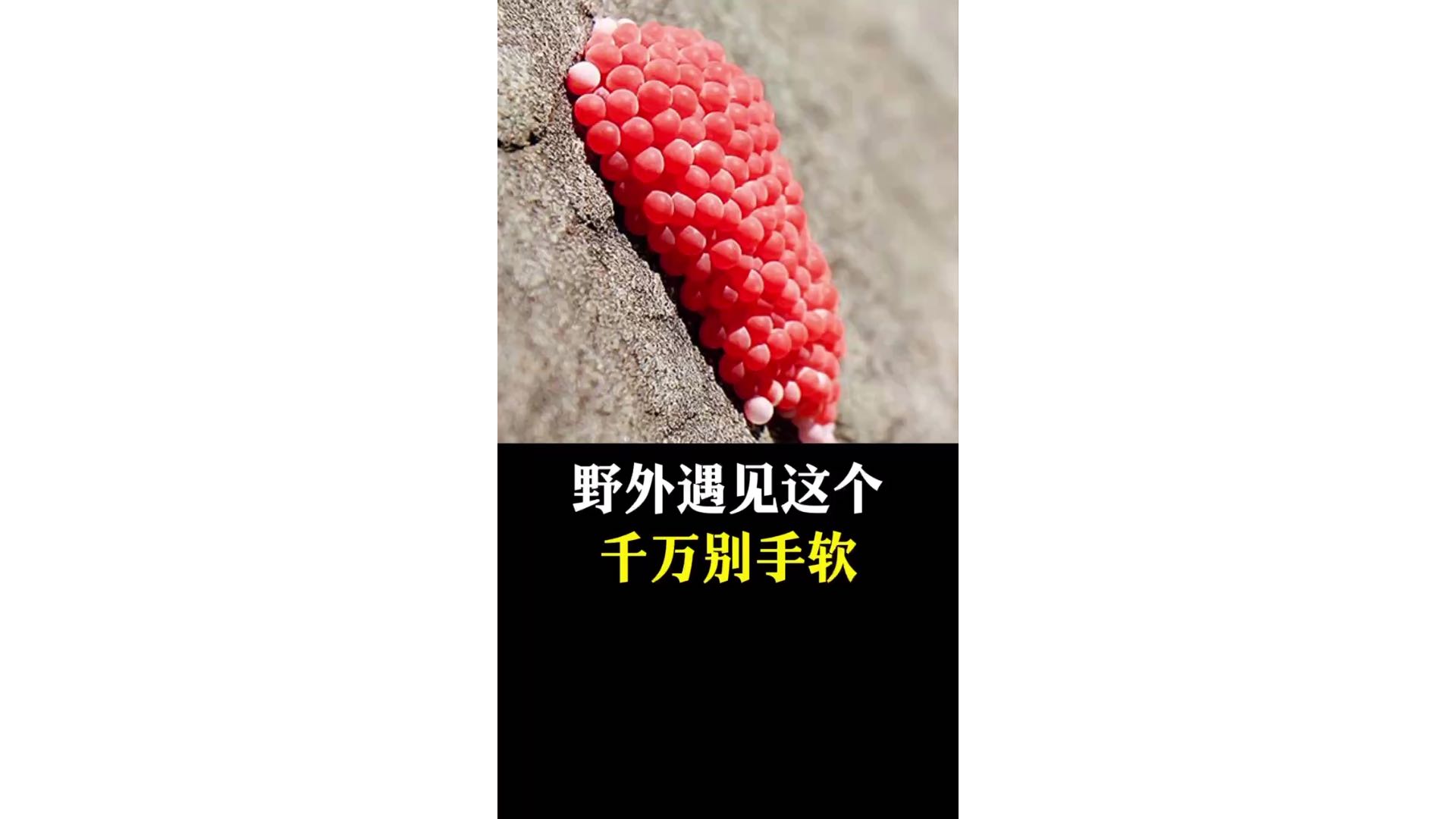 野外遇见这个，千万别手软