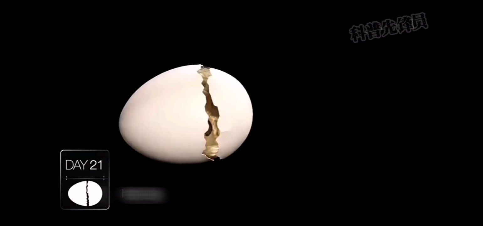 鸡蛋孵化的全过程