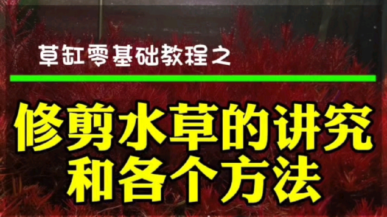 修剪水草的讲究和方法