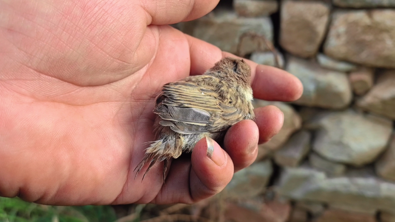 翻山越岭地捡蘑菇