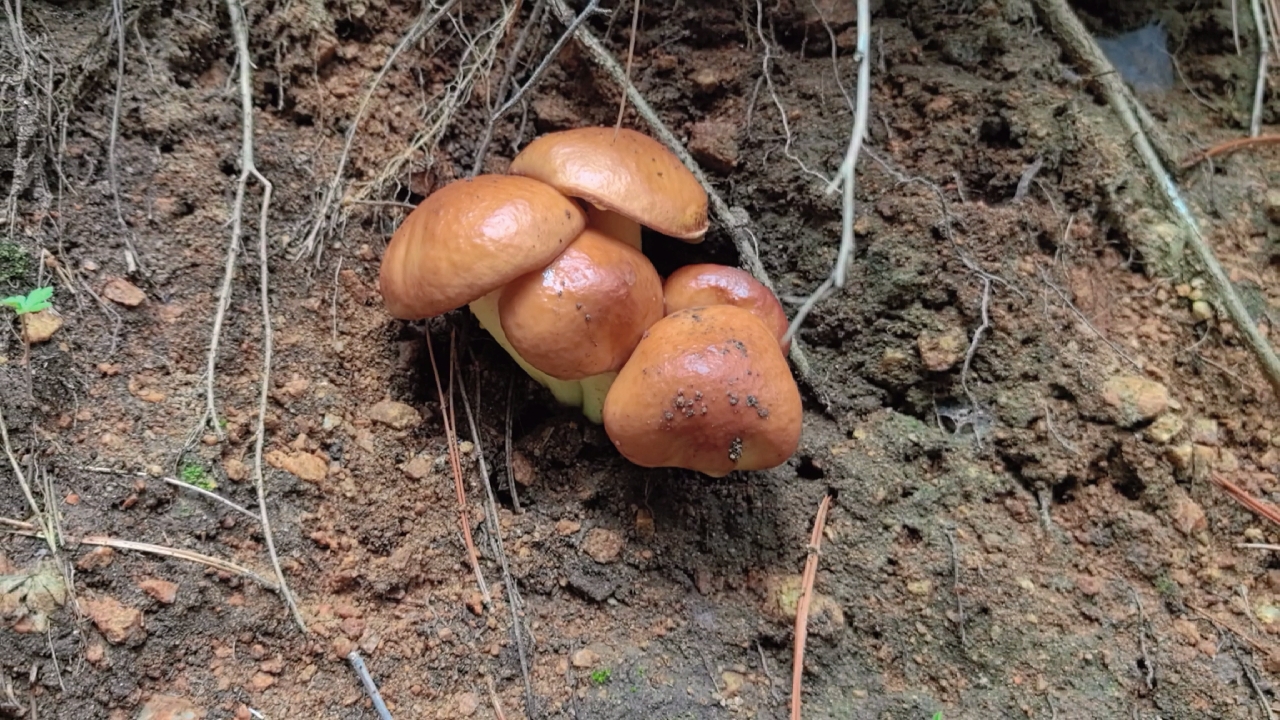 入伏天上山捡蘑菇