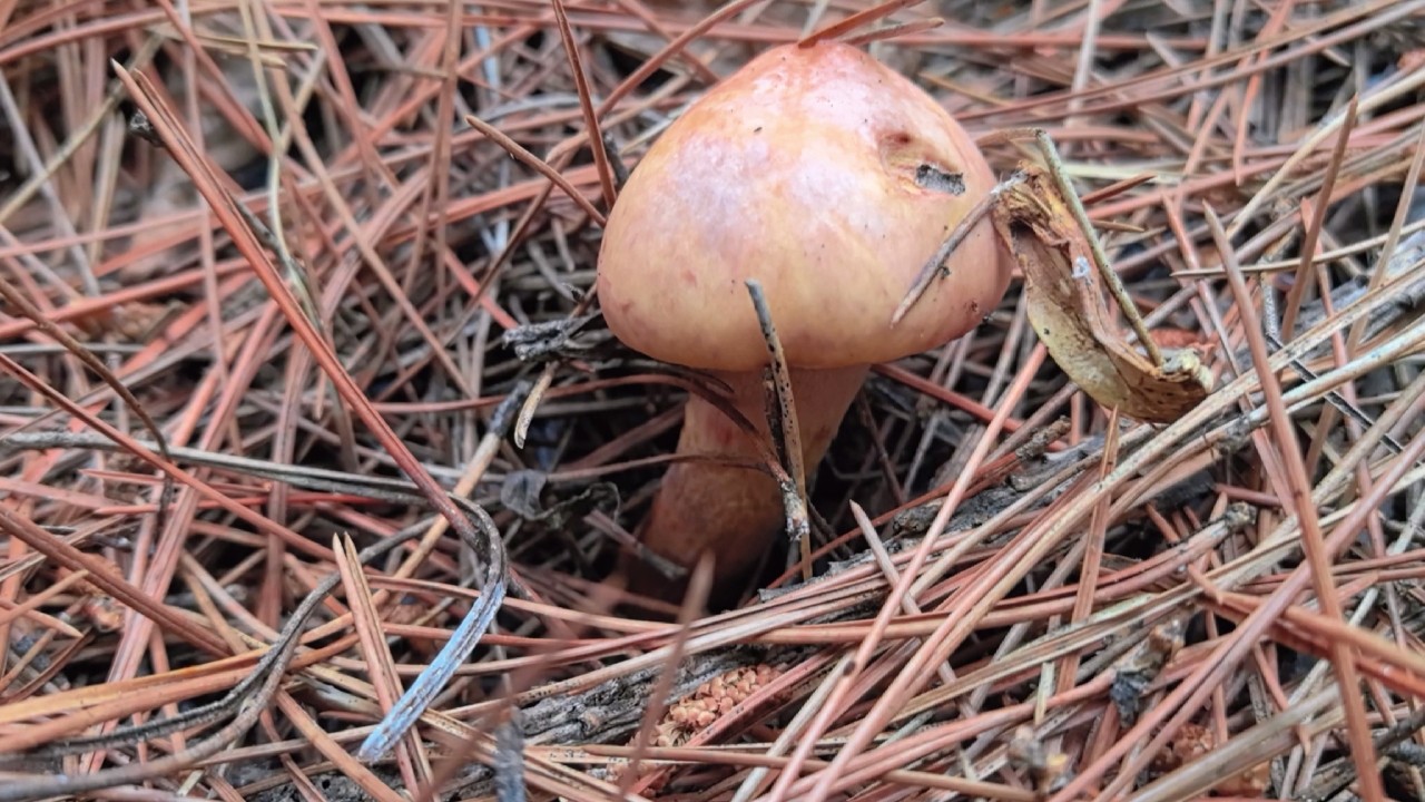 七月十六号上山捡蘑菇