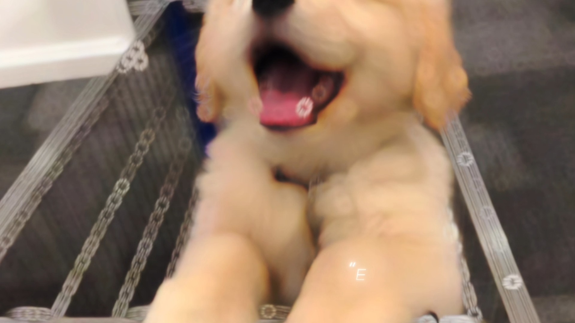 职业白给战将排位记录