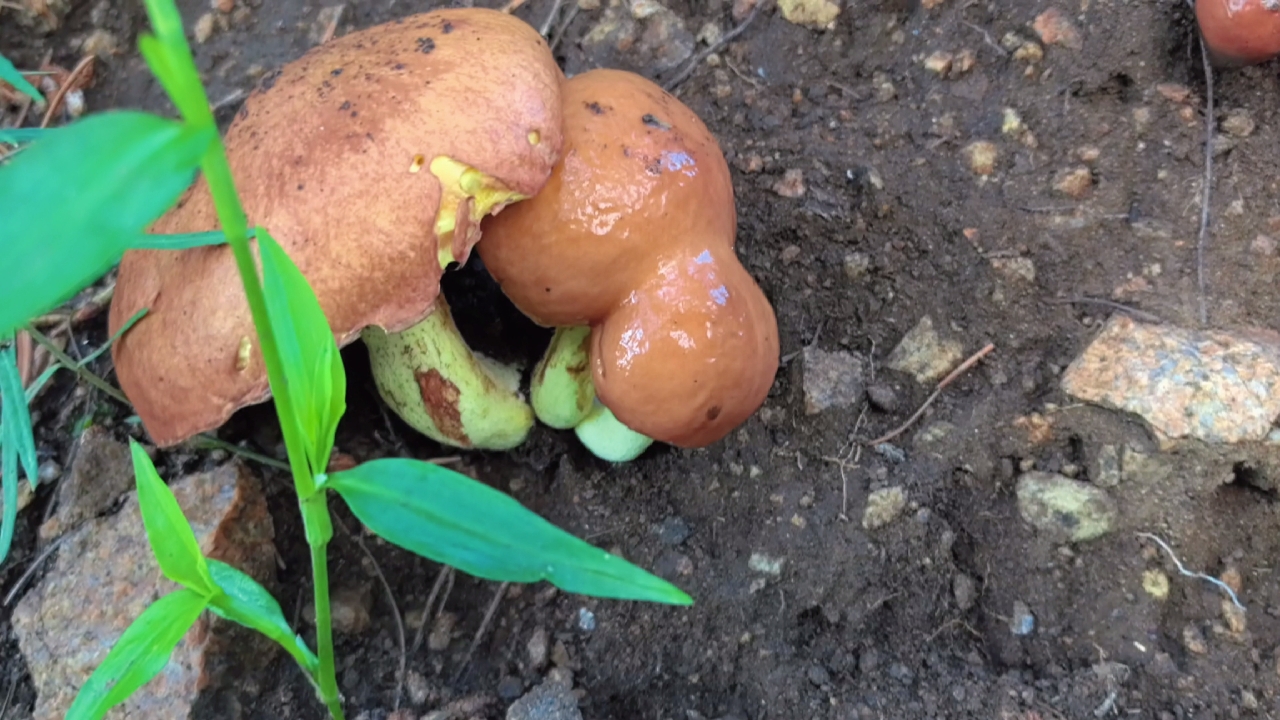 17号上午上山捡蘑菇