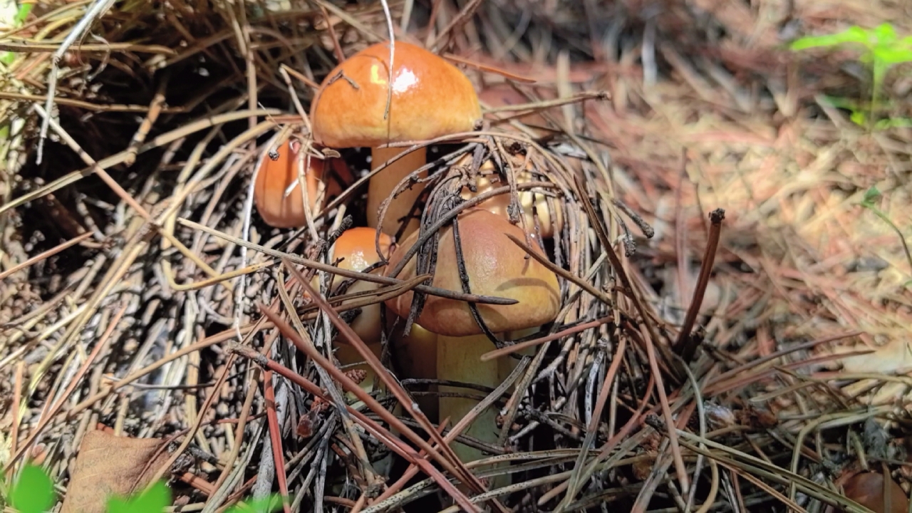 17号下午上山捡蘑菇
