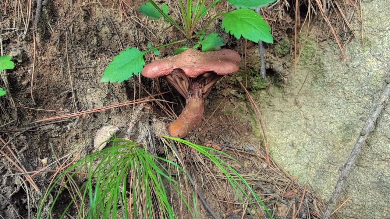18号上午上山捡蘑菇