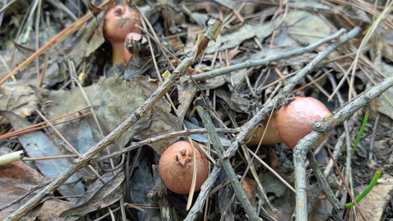 18号下午上山捡蘑菇