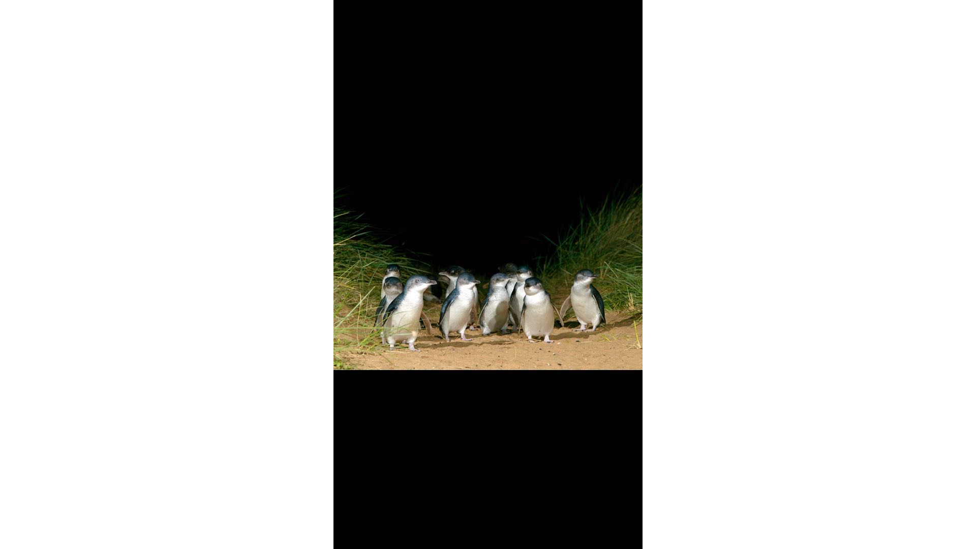 世界上最小的QQ下班日常