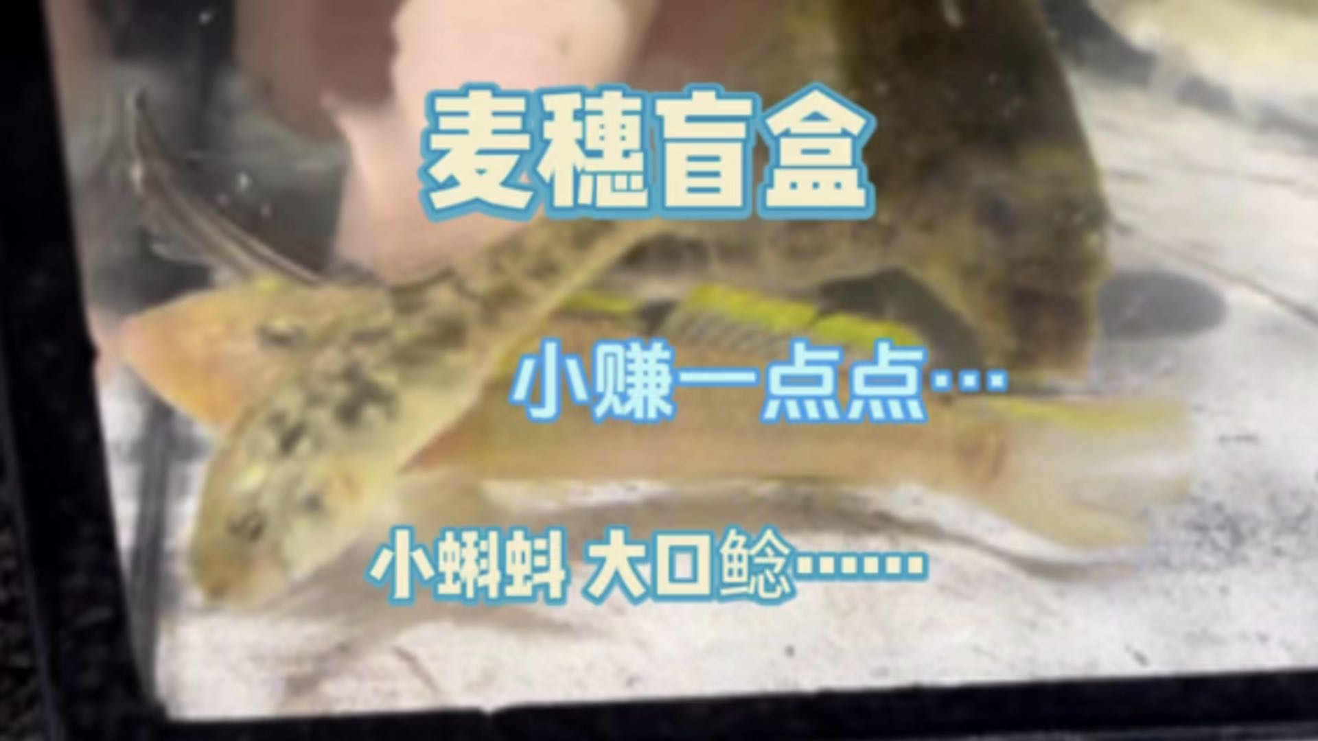 麦穗盲盒