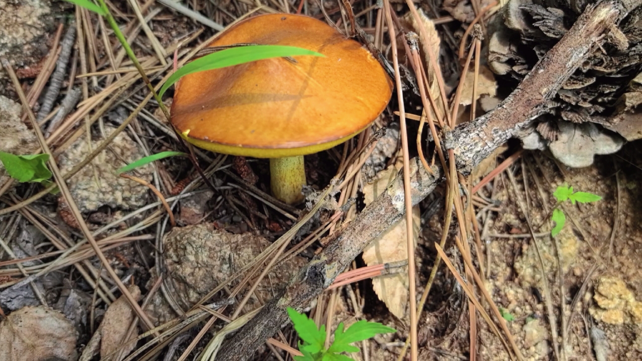 19号下午上山捡蘑菇