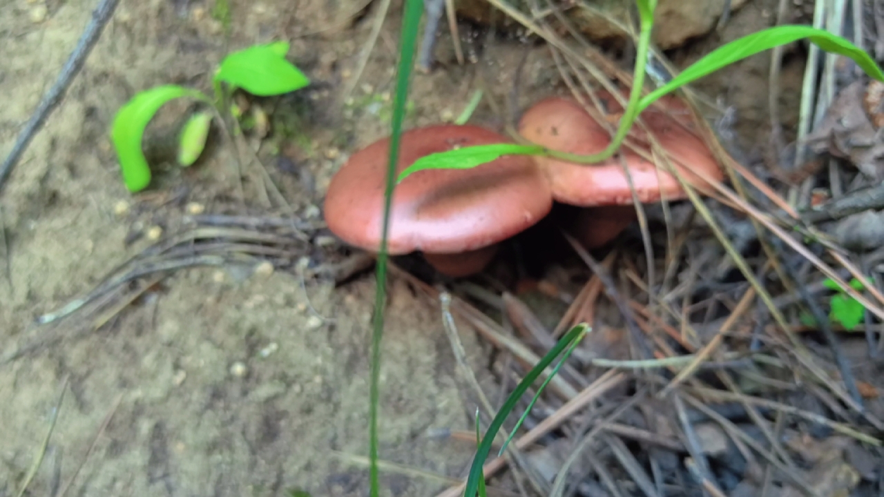 20号下午上山捡蘑菇