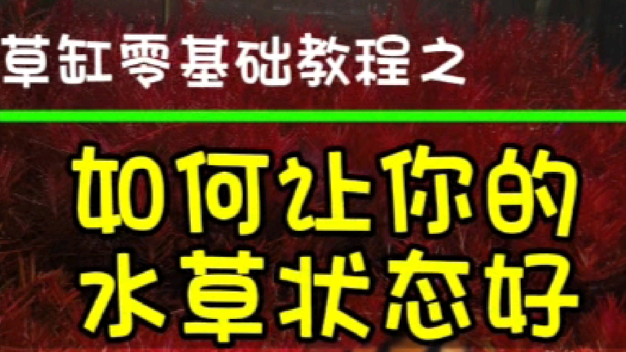如何让你的水草状态好