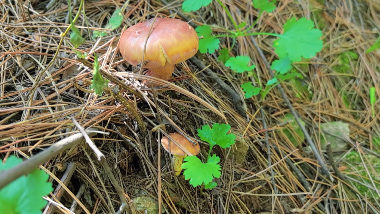 21号下午上山捡蘑菇