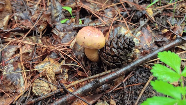 下雨天上山捡蘑菇