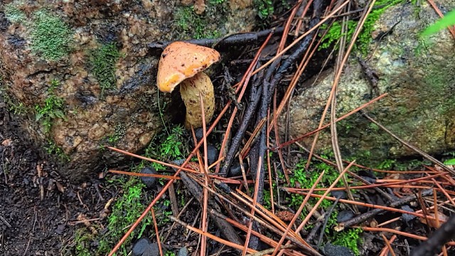26号上午上山捡蘑菇