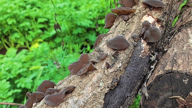 下午上山采野生木耳