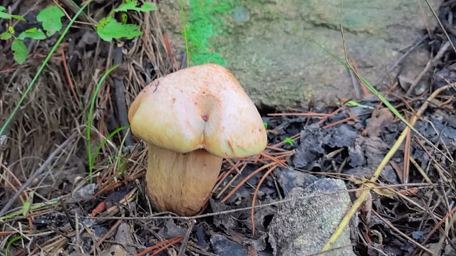 27号上午上山捡蘑菇