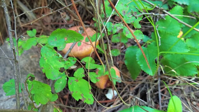 红蘑菇开始大量出了