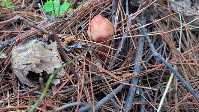 28号上午上山捡蘑菇