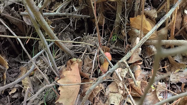 28号下午上山捡蘑菇