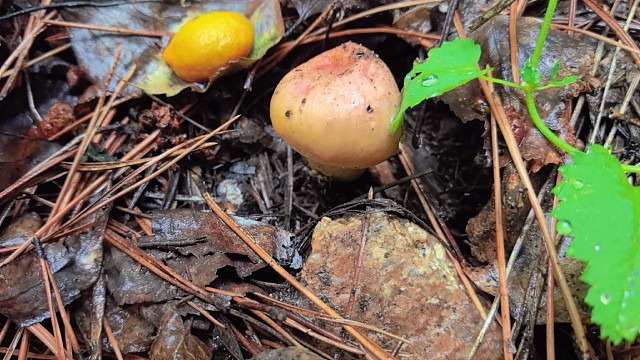 23号上午上山捡蘑菇