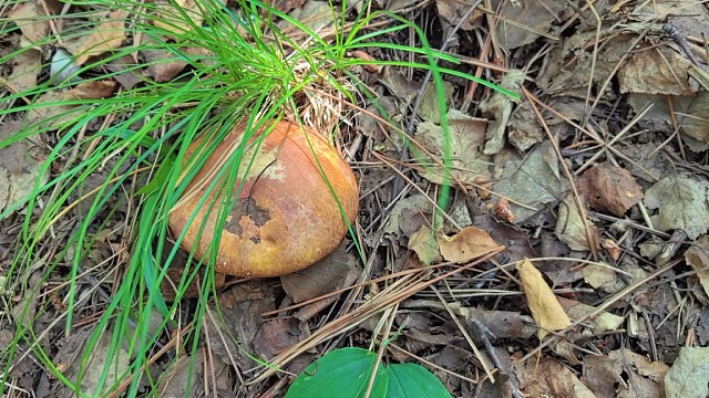 23号下午上山捡蘑菇