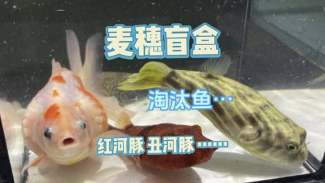 麦穗盲盒～