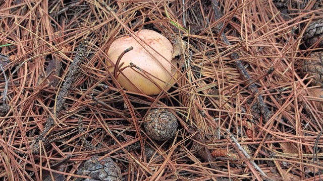 24号上午上山捡蘑菇