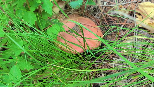 24号下午上山捡蘑菇