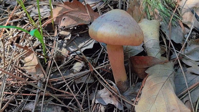 29号上午上山捡蘑菇