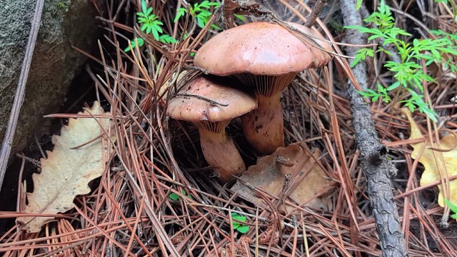 30号上午上山捡蘑菇