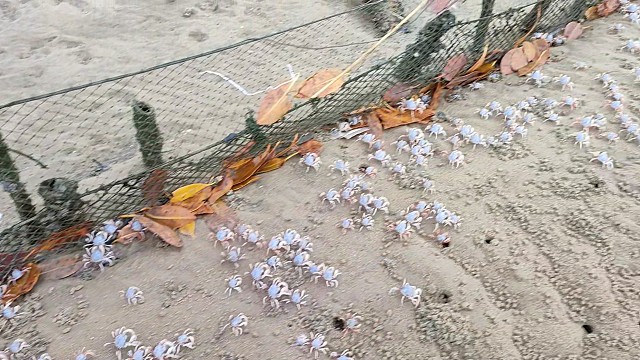 舌尖上的美食，北海沙蟹