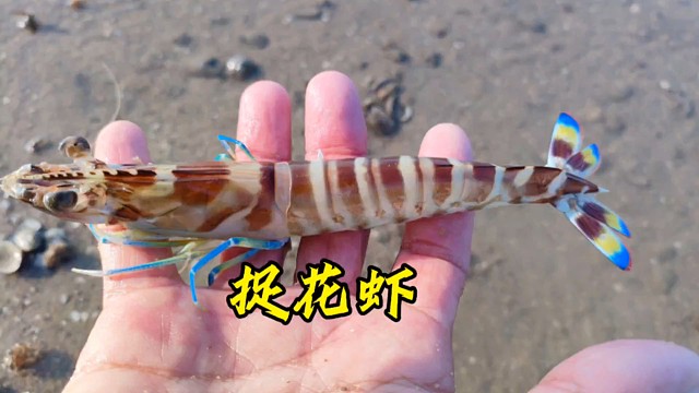 下午止潮水，花虾窝沙滩，小渔赶海抓到过瘾