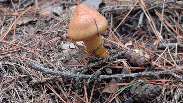 上山捡蘑菇采木耳