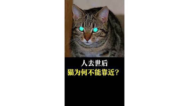 人去世后，猫为什么不能靠近？