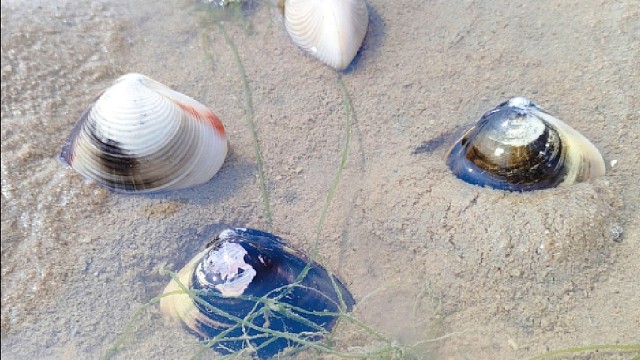 早晨，海滩海螺密密麻麻，小渔赶海收获满满