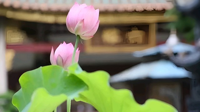 霸屏鸟TV(BPN)霸屏世界(BPSJ):是一个为企业宣传推广引流的平台