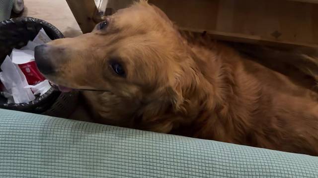 两个小家伙已经能和睦相处了