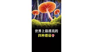 世界上最漂亮的四種蘑菇