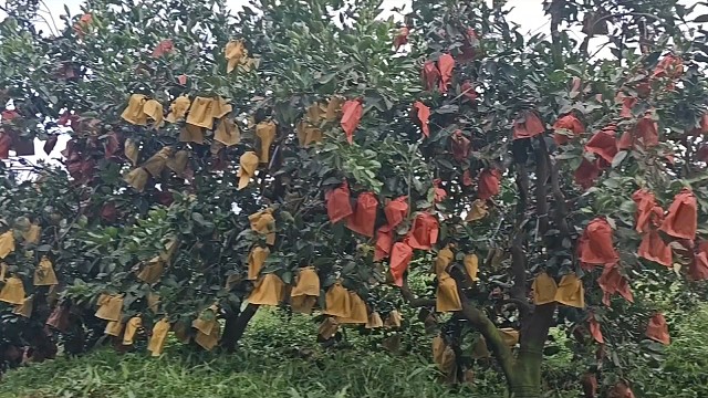 四周环山#果农分享