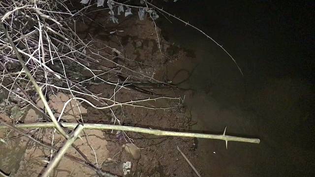 半夜在江边发现大黄鳝被咬