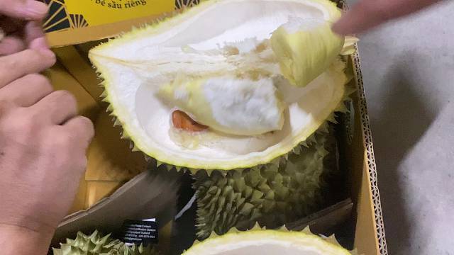 金刺宝宝树熟金枕试品