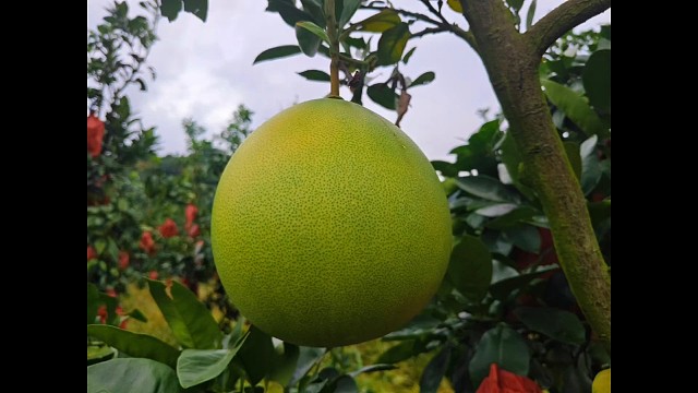成果丰收#今年的柚子即将成熟了