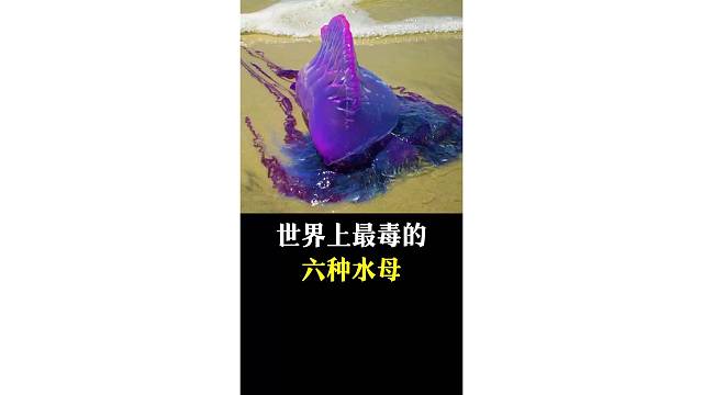 世界最毒的六种水母