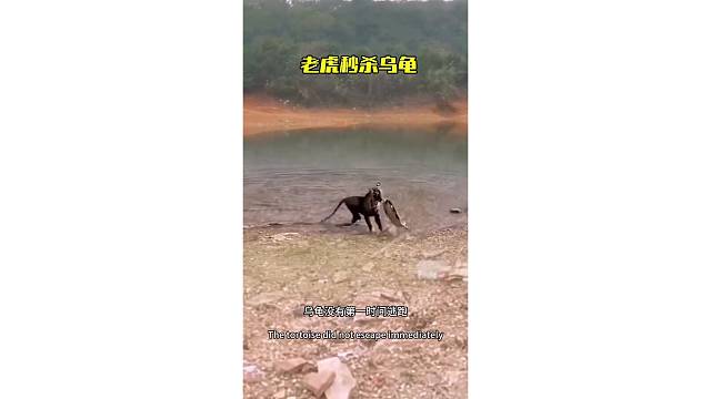 老虎冲入水中，乌龟还没来得及反应就被叼了起来