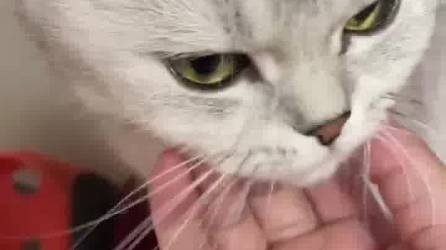 看這靈動小貓，蹦蹦跳跳，心一動想抱回。