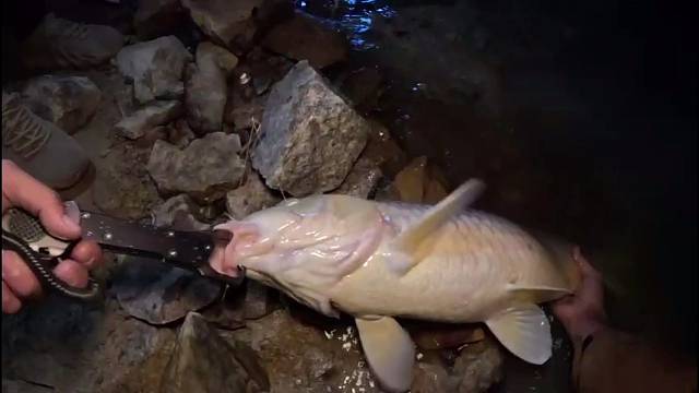 野釣10 米級巨物又粗又長